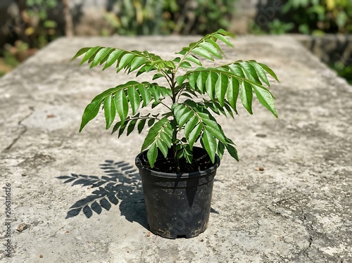 Fresh curry leaf plant in black plastic pot outdoor sunlight culinary herb gardening concept