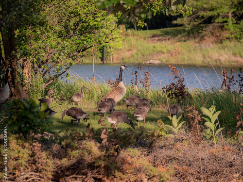 Φωτογραφία Canada goose family with two adult geese and a large gaggle of goslings foraging