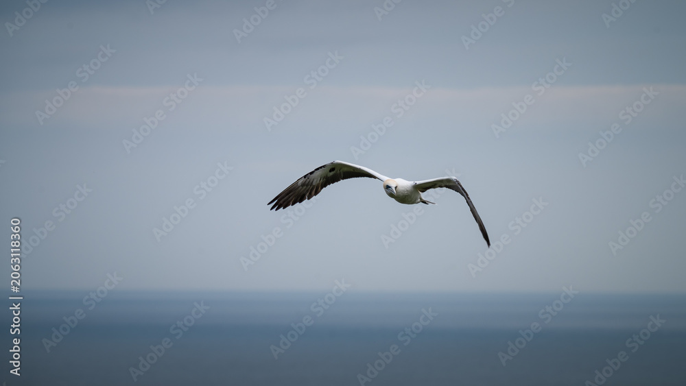 Fototapeta premium Guillemot in Flight Over the North Sea