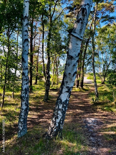 trees in the forest
