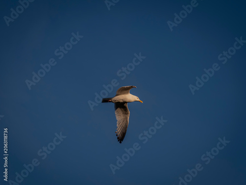 A single seagull soaring gracefully with wings spread open against a vast and clear deep blue sky background in full daylight