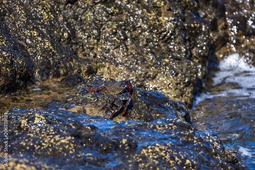 Marine crab on wet volcanic rock by crashing ocean waves coastal wildlife concept