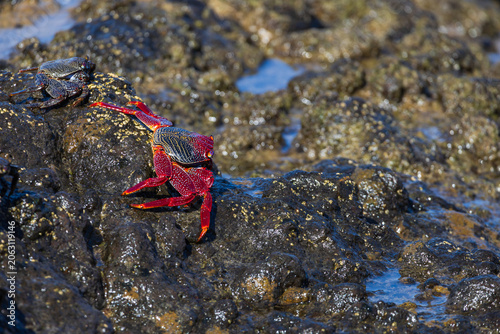 Vibrant red marine crab competing for territory on wet volcanic coastal rocks