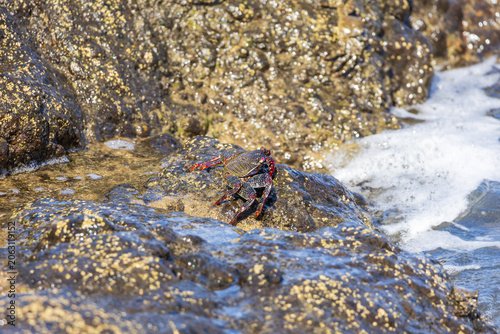 Bright close up of colorful marine crab facing white ocean wave foam on coast