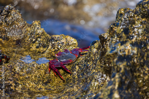Vibrant marine crabs navigating wet volcanic rocks coastal wildlife ecosystem macro series