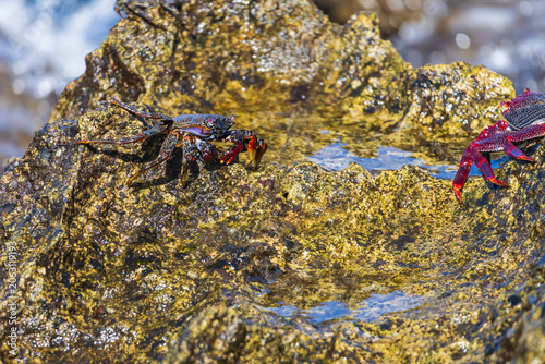 Vibrant marine crabs navigating wet volcanic rocks coastal wildlife ecosystem macro series