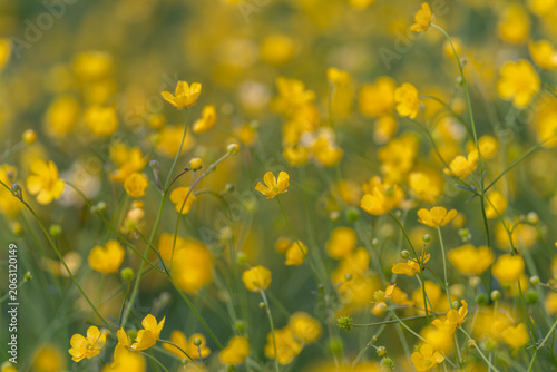 Obraz na plátne Nostalgic buttercup roadside swaying in breeze, soft pastoral composition of tin