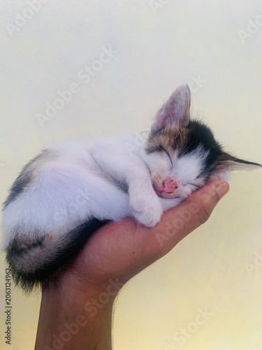 Tiny cute kitten sleeping peacefully in a human hand with palm sized, sleeping