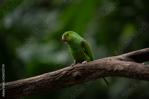 Plain parakeet (Brotogeris tirica) in Atlantic Forest environment, Brazil