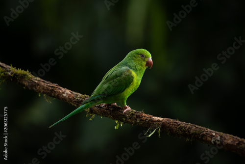 Plain parakeet (Brotogeris tirica) in Atlantic Forest environment, Brazil
