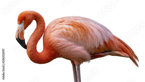 Photos Pink flamingo bird with curved neck and orange feathers