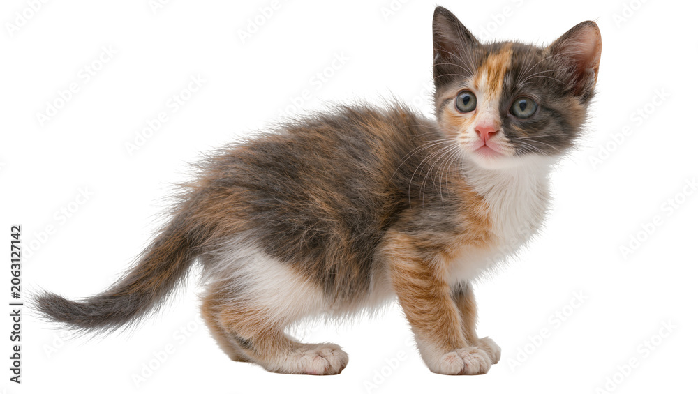 Fototapeta premium Calico kitten with fluffy fur and blue eyes looking sideways