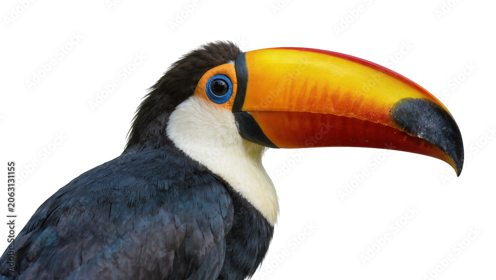 Obraz premium Toco Toucan bird with large colorful beak and blue eye