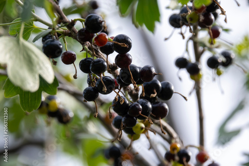 Photos Ripe jostaberry hybrid berries growing on a branch of a bush in summer garden close up