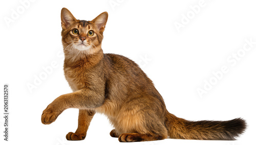 Abyssinian cat with ticked coat and alert expression sitting