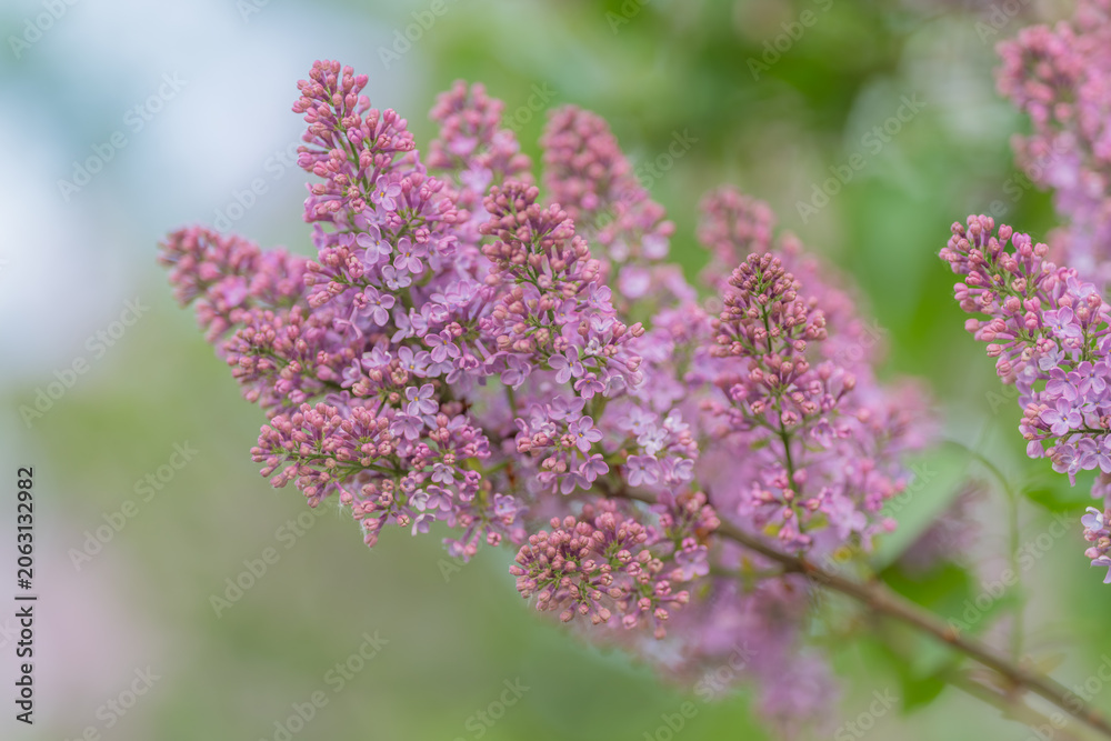 Obraz premium Soft pink lilac blooms set against airy green, romantic texture ideal for bouquet or boutonniere, florist selecting seasonal blooms for intimate ceremony styling