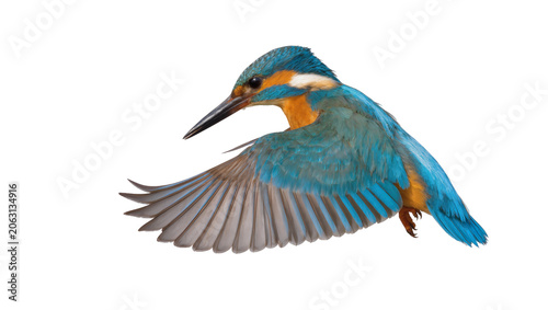 Vászonkép Common Kingfisher bird in flight with blue and orange feathers