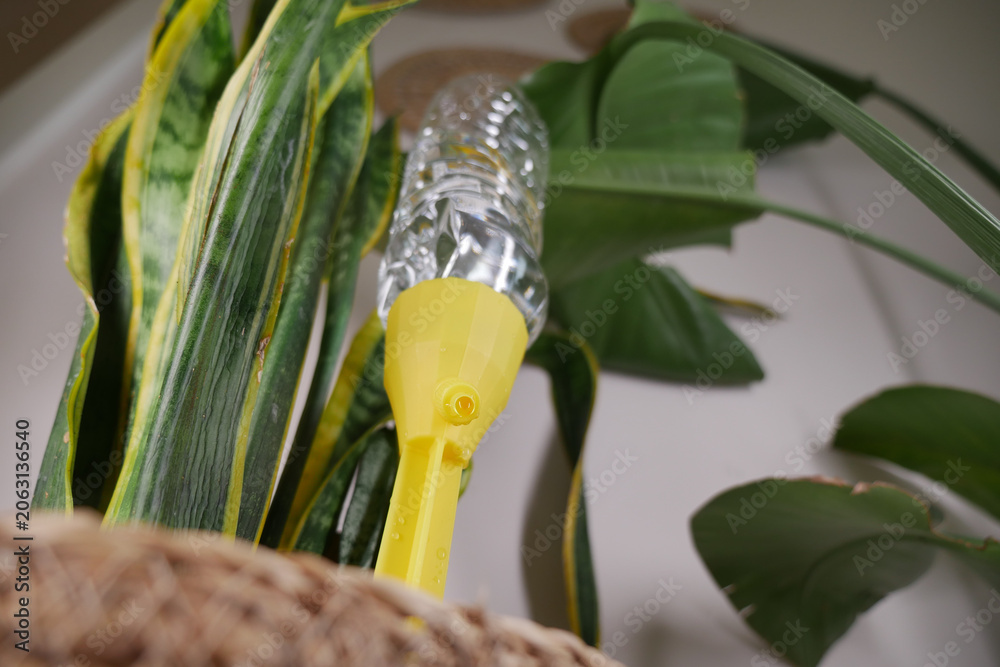 Fototapeta premium self watering system for plants using a yellow bottle