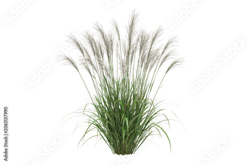 A lush clump of ornamental miscanthus grass with feathery white plumes and thin green leaves, isolated on a white background for