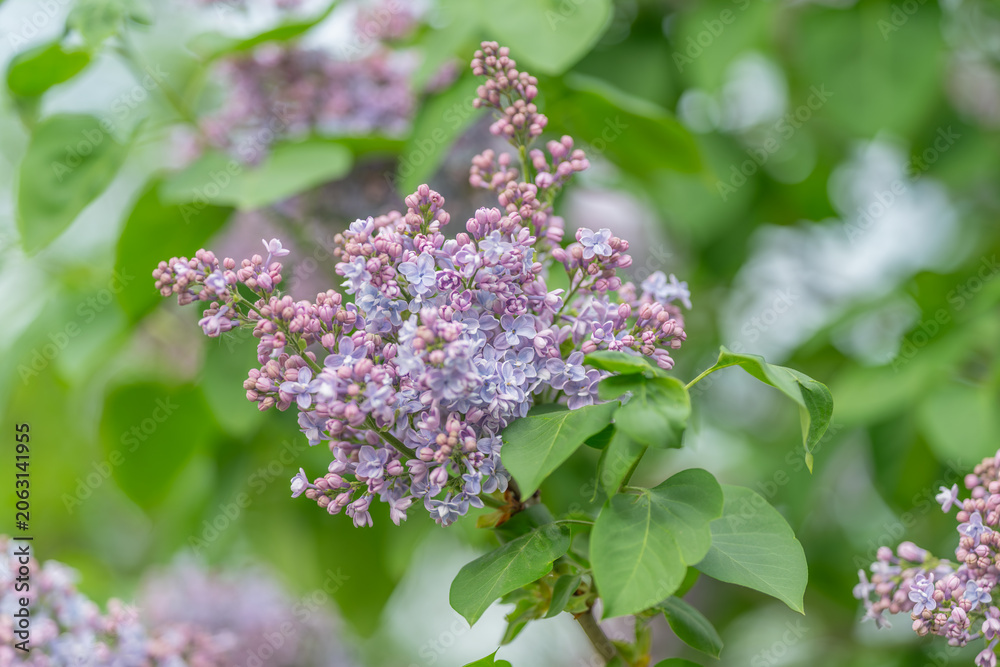Obraz premium Pastel blooms set romantic scene. Softly lit lilac blossoms craft dreamy visuals. Clustered lilac flowers in pastel hues evoke romantic ambiance for events and photography