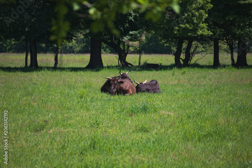 Foto Heck cattle, a breed recreated through selective breeding to resemble the extinc