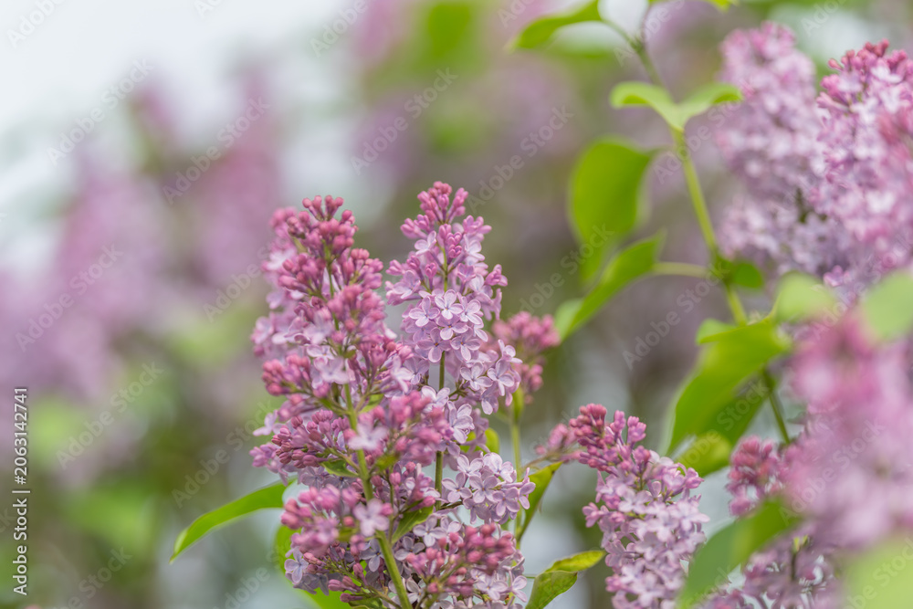 Obraz premium Fragrant lilac clusters with lush green leaves suggesting calming scent and relaxation, ideal for spa branding, aromatherapy campaigns and natural product packaging