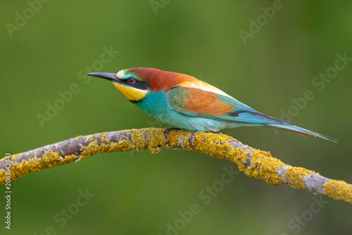 A flawless, exceptionally sharp wildlife portrait of an adult European Bee-eater (Merops apiaster). The bird is perched in a perfect side profile.