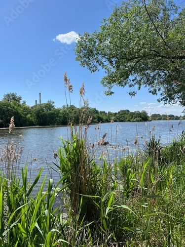 Nature, reeds, tree branches, and grass on the bank of a calm river against a blue sky. Summer landscape