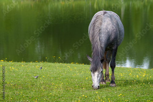 horse in the meadow