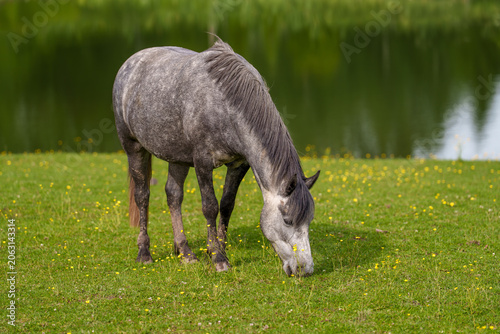 horse in the meadow