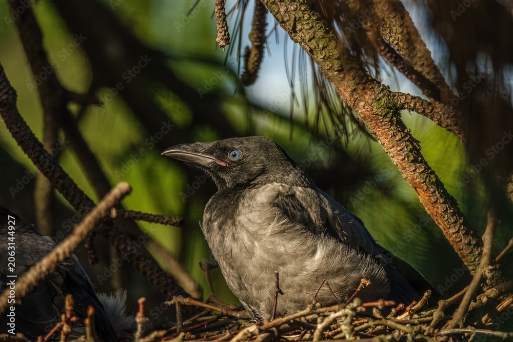 Fototapeta premium eine junge Krähe sitzt im Nest