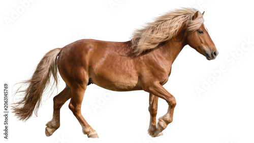 Foto Brown horse with flowing blonde mane galloping