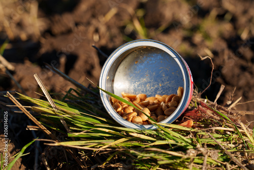Obraz na plátně An open tin can with the remains of roasted peanuts lies on ploughed soil