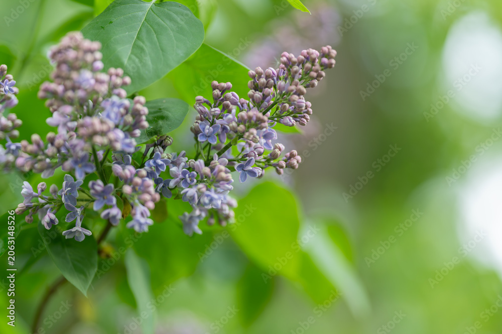 Obraz premium Gentle blooming in nature. Close view of lilac blossoms and lush greenery with sunlight. Detailed shot of budding lilacs and fresh leaves bathed in warm sunlight