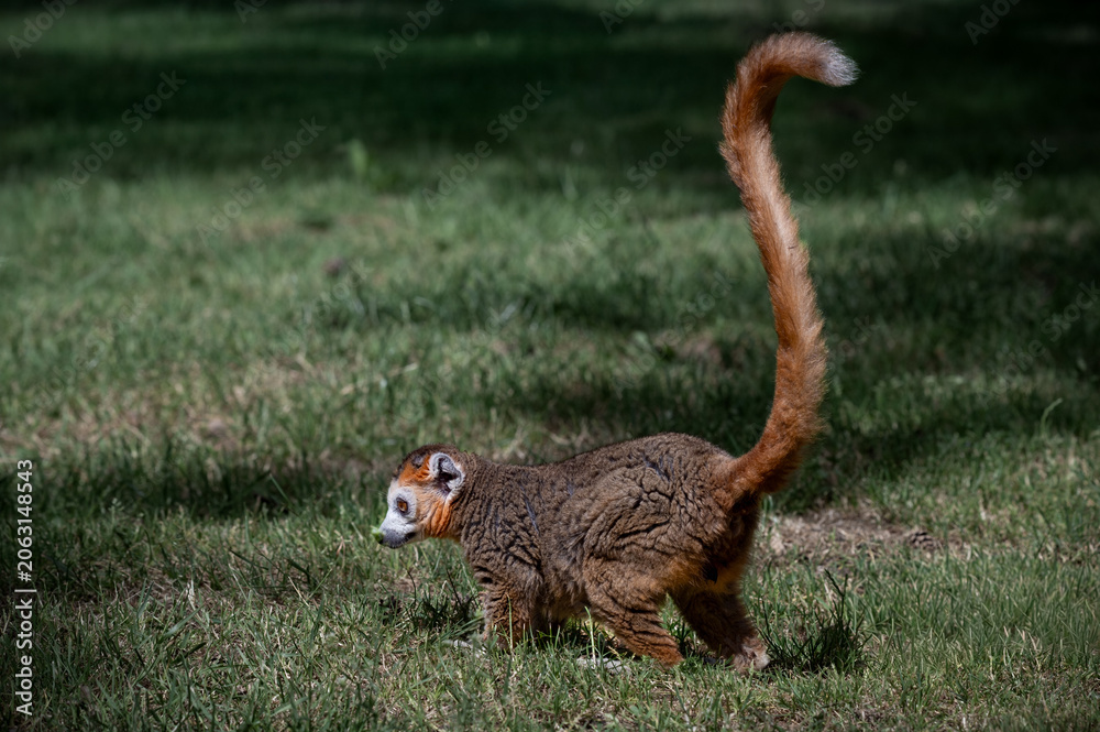 Fototapeta premium Male Crowned Lemur Sitting on Grass