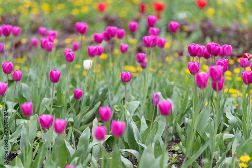 Fotografie Blooming pink flowers stretch across lively garden in morning light
