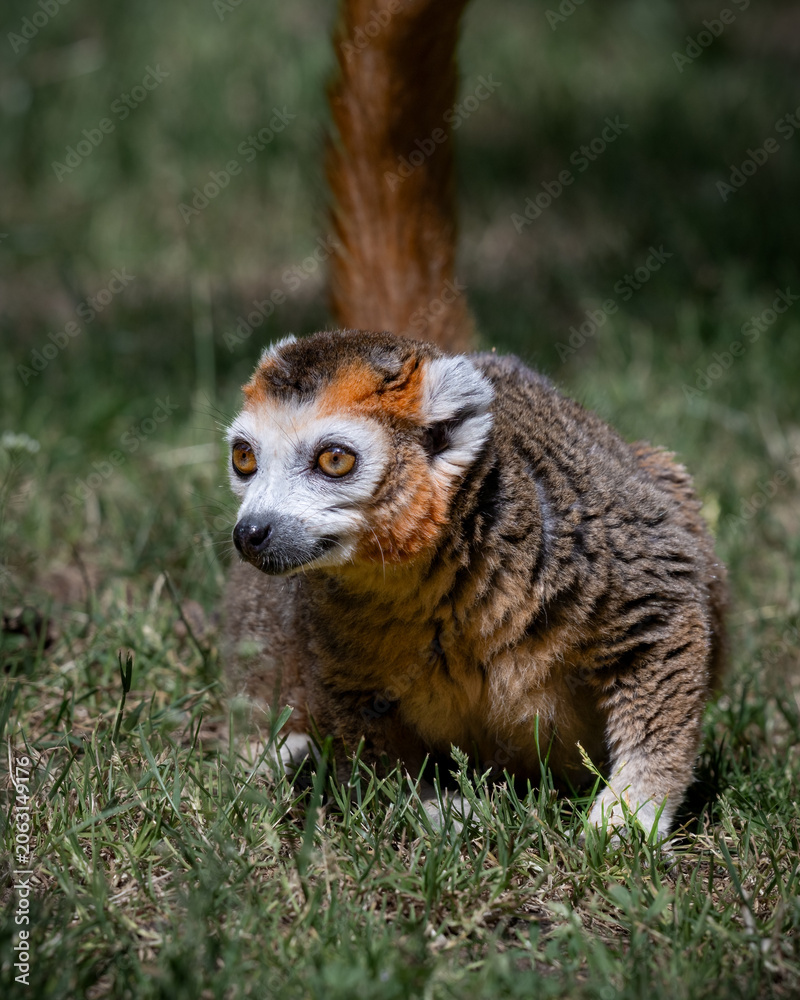 Fototapeta premium Male Crowned Lemur Sitting on Grass