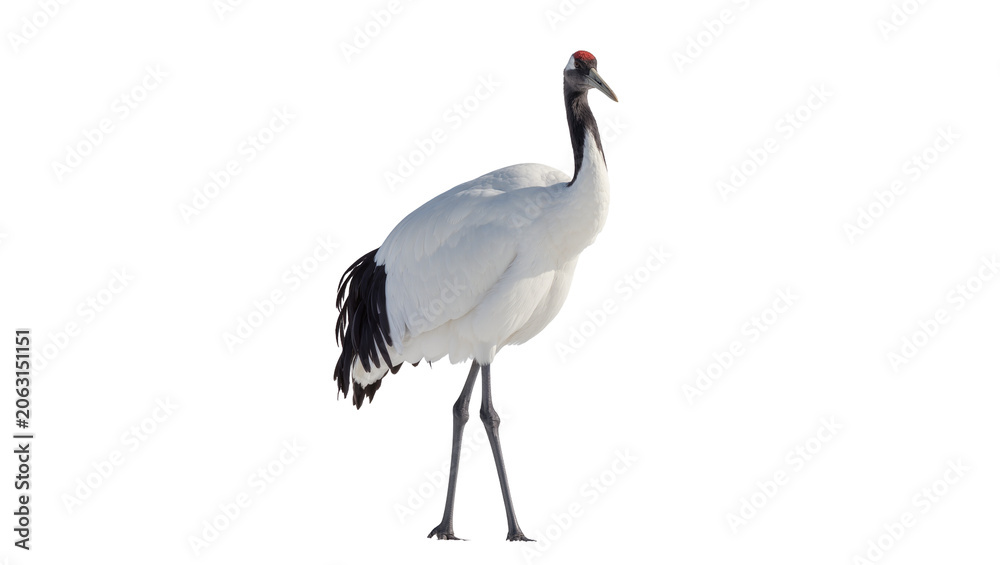 Obraz premium Red-crowned crane with black neck and tail feathers
