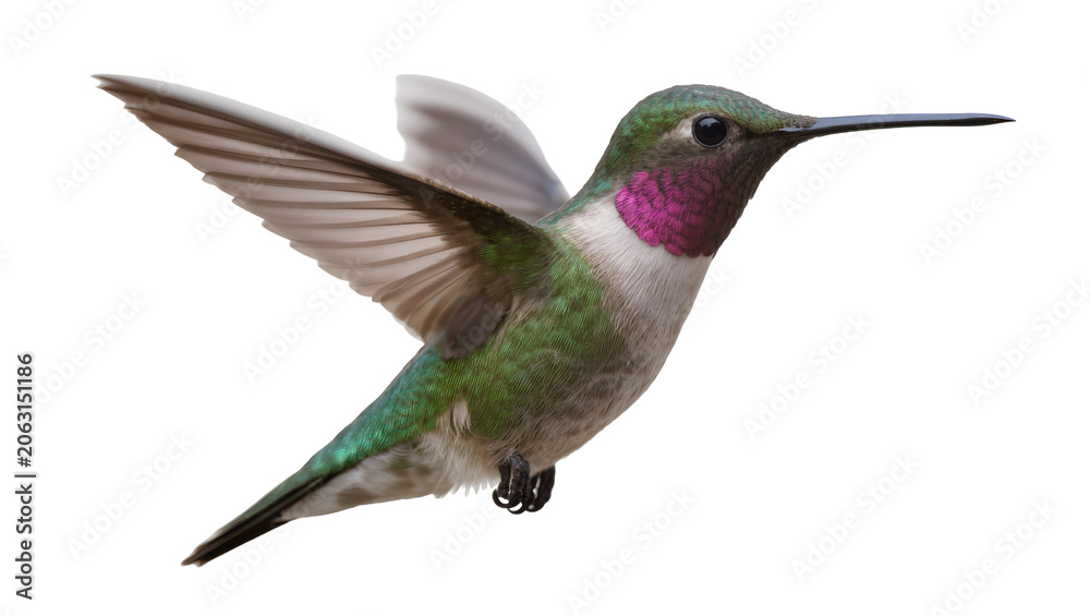 Obraz premium Hummingbird with iridescent green feathers and pink gorget in flight