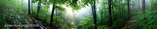 Morning Sunrays in Lush Green Forest Panorama, Misty Woodland Nature Landscape Animation, Widescreen Loop
