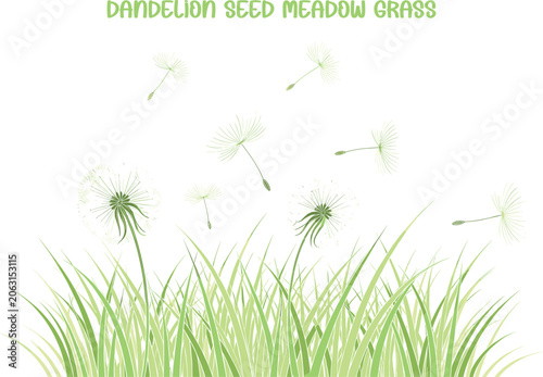 White dandelion seeds floating over green meadow grass, soft focus background