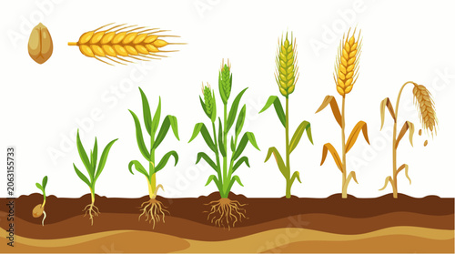 Infographic showing the life cycle of a wheat plant, from seed germination and seedling growth to golden stalks and harvest ready grain