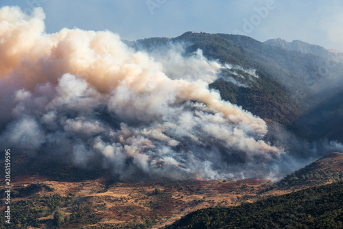 Photo of a massive forest fire. Wildfire with smoke and burning trees.