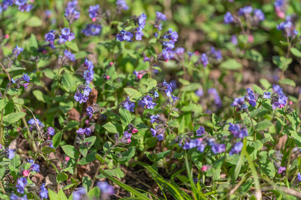 Obraz premium Calming violets flourish alongside soothing shades of green and serenity. Violet blossoms and verdant foliage evoke tranquil and peaceful atmosphere filled with serenity