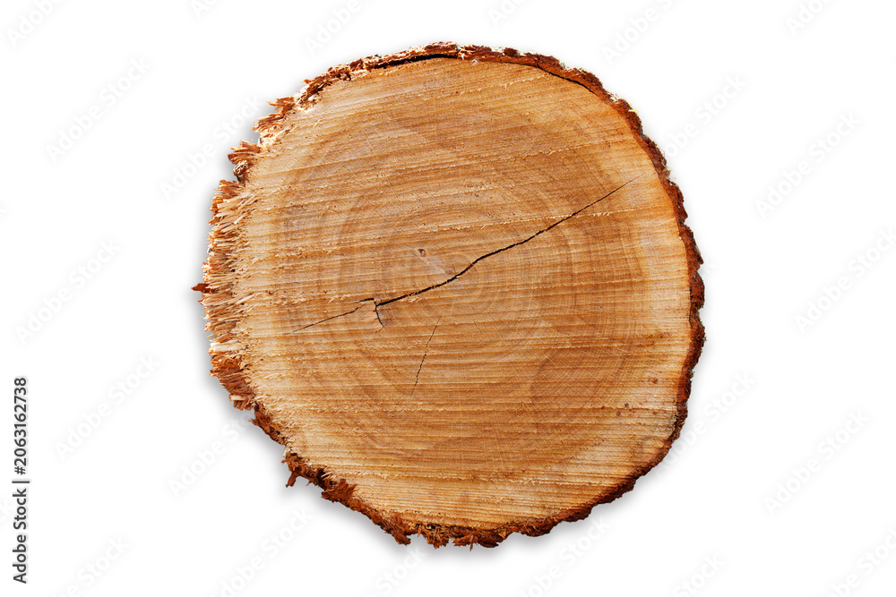 Fototapeta premium Detailed Close Up of Cut Wood Log Showing Tree Rings and Rough Bark