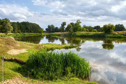 Trees, bushes, and reeds on the bank of the Warta River during summer
