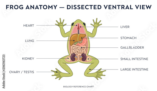 Photos Frog and fly dissection diagram showing internal organs in a clear labeled cross