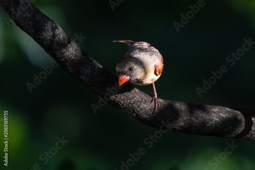 Tableau sur toile Birds, Cardinal, Shenandoah National Park, Sleeter Lake, Virginia (9)