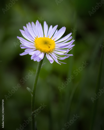 Flower, Alpine Aster, Mount Revelstoke National Park, Canada.jpg