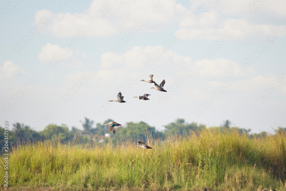 Fototapeta premium Flock of Spot-billed Ducks Flying Over Wetland Under Blue Sky. Indian Spot-billed Ducks Flying in Natural Wetland Habitat. A flock of Indian Spot-billed Ducks flying gracefully over a lake.